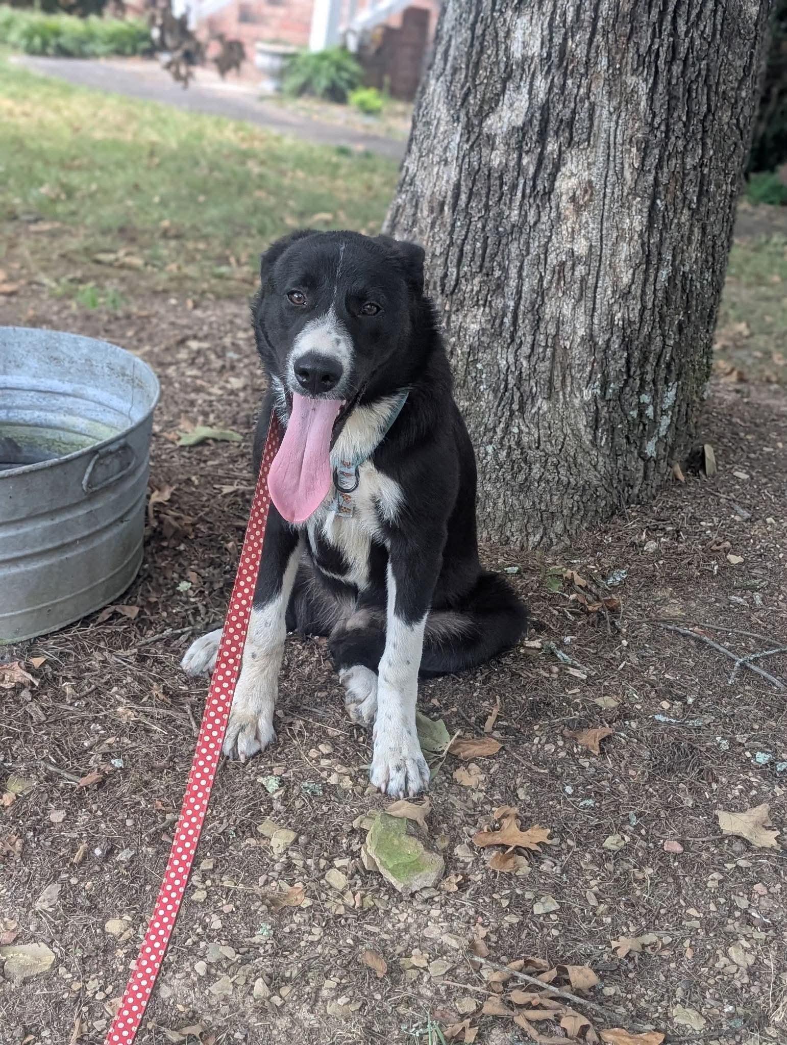 Hamlet, adopted, Puppy Male Great Pyrenees.