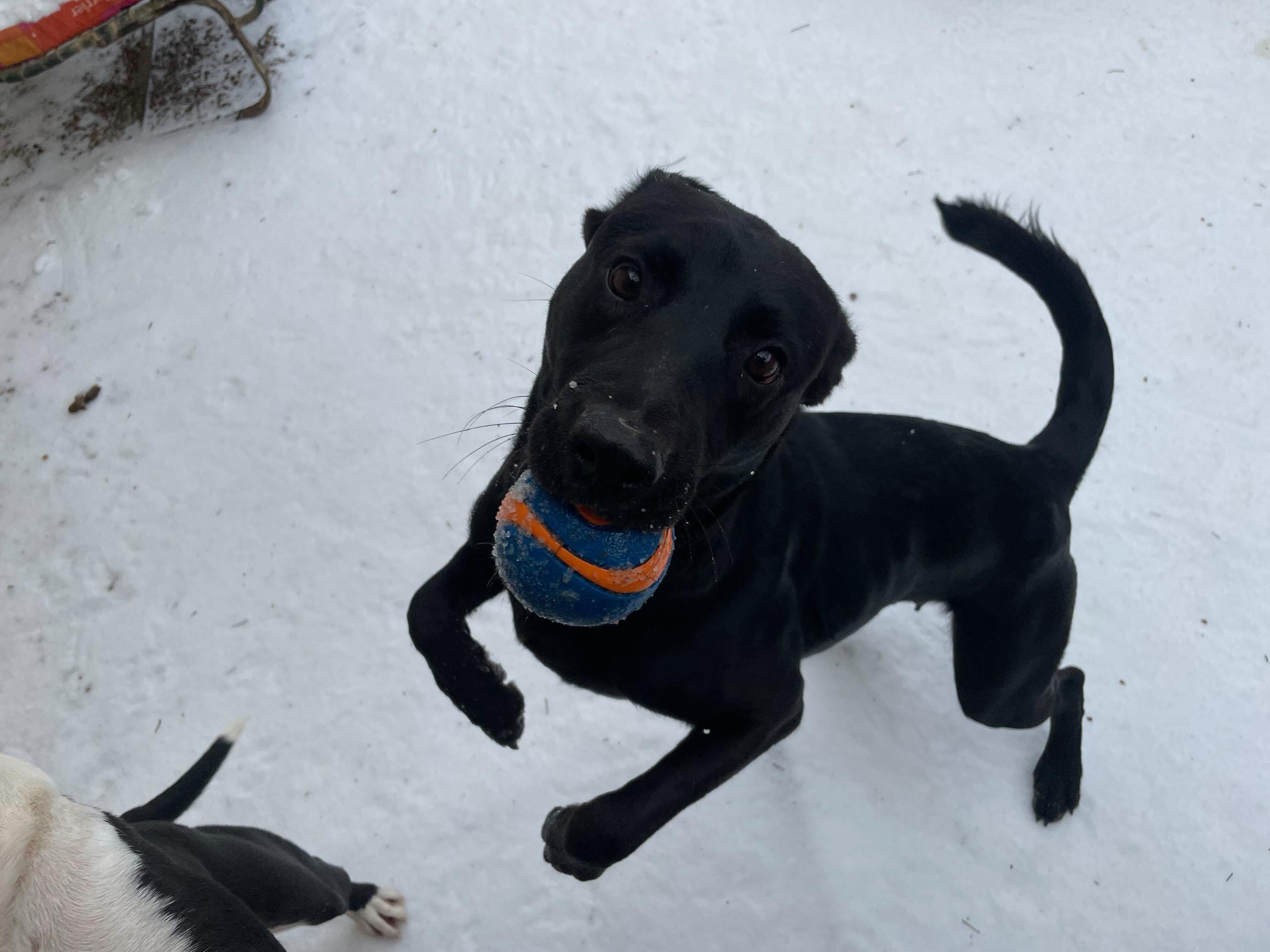 Mole, a ADOPTABLE Black Labrador Retriever in Pantego, TX image 2/6