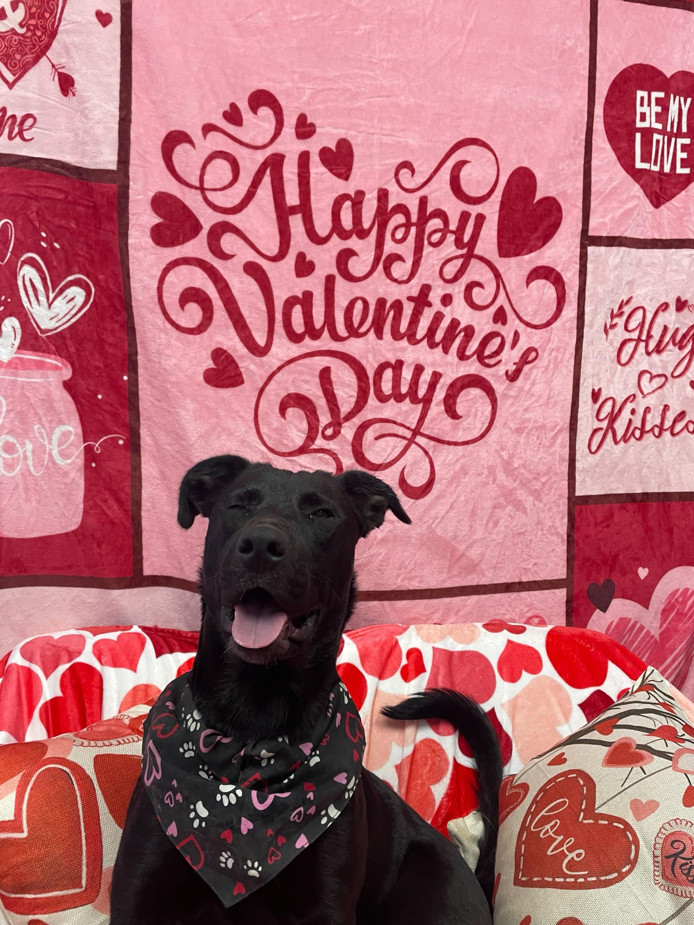 Mole, ADOPTABLE, Young Female Black Labrador Retriever.