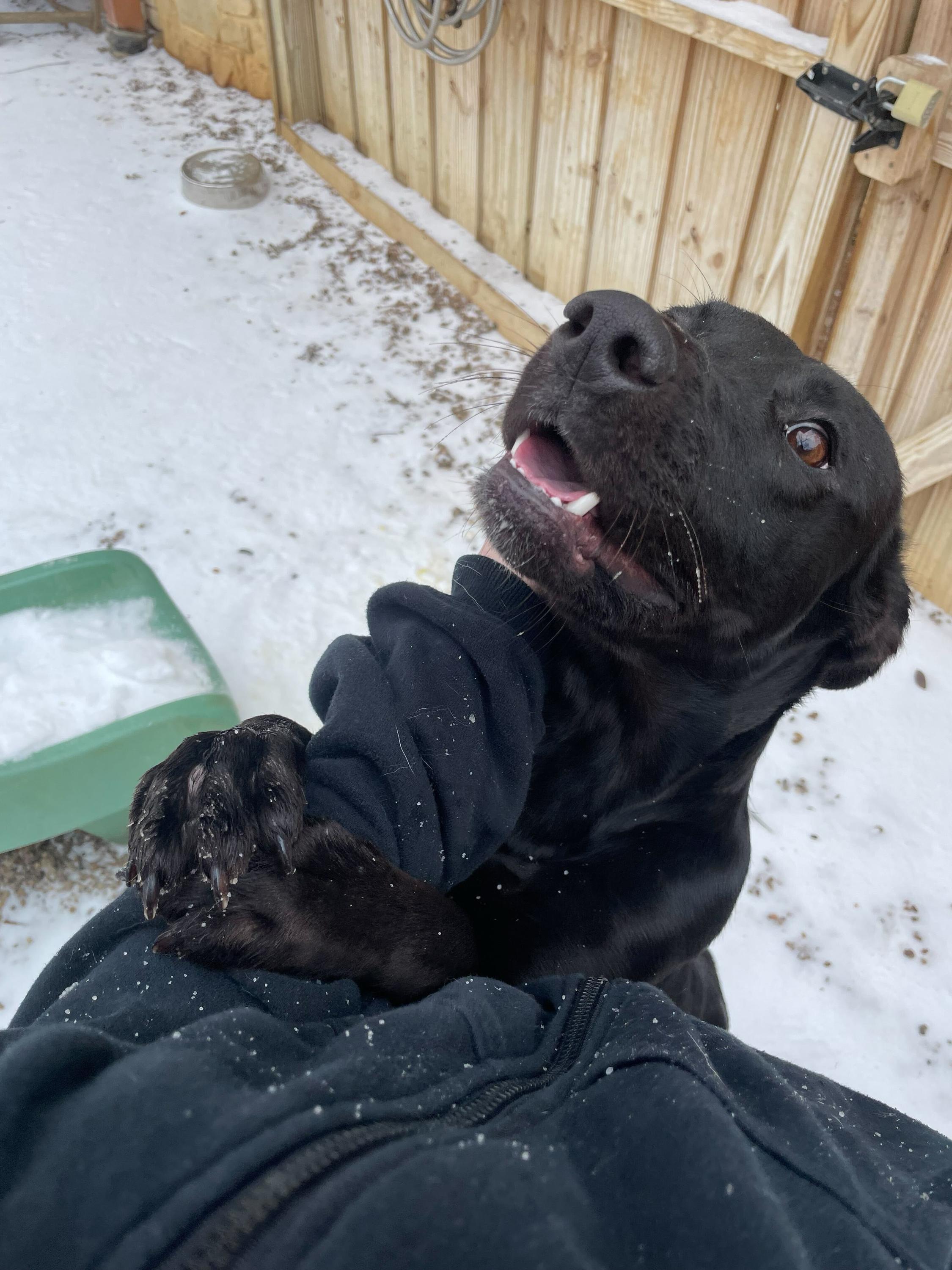 Mole, a ADOPTABLE Black Labrador Retriever in Pantego, TX image 6/6