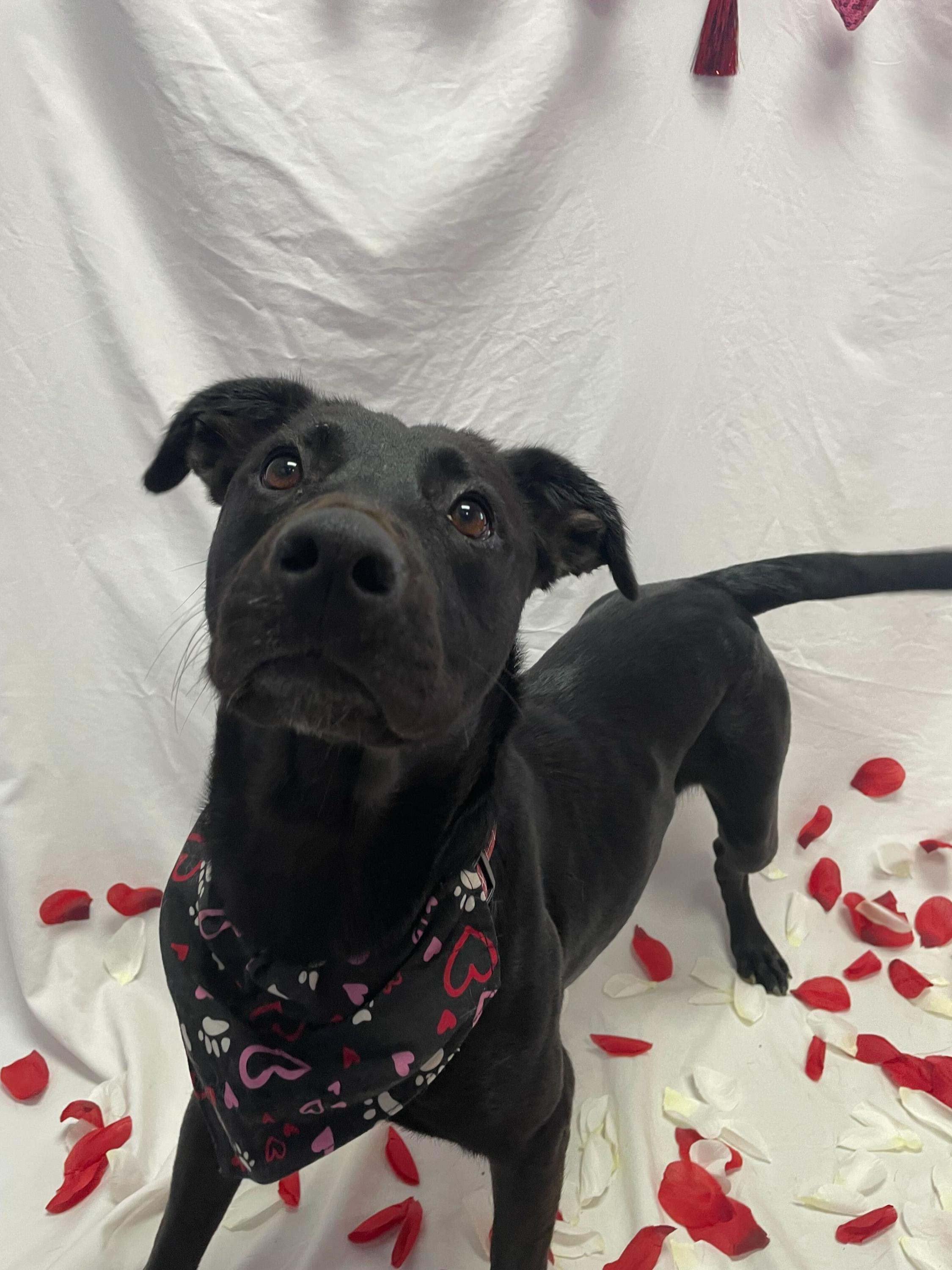 Mole, Adoptable, Young Female Black Labrador Retriever.