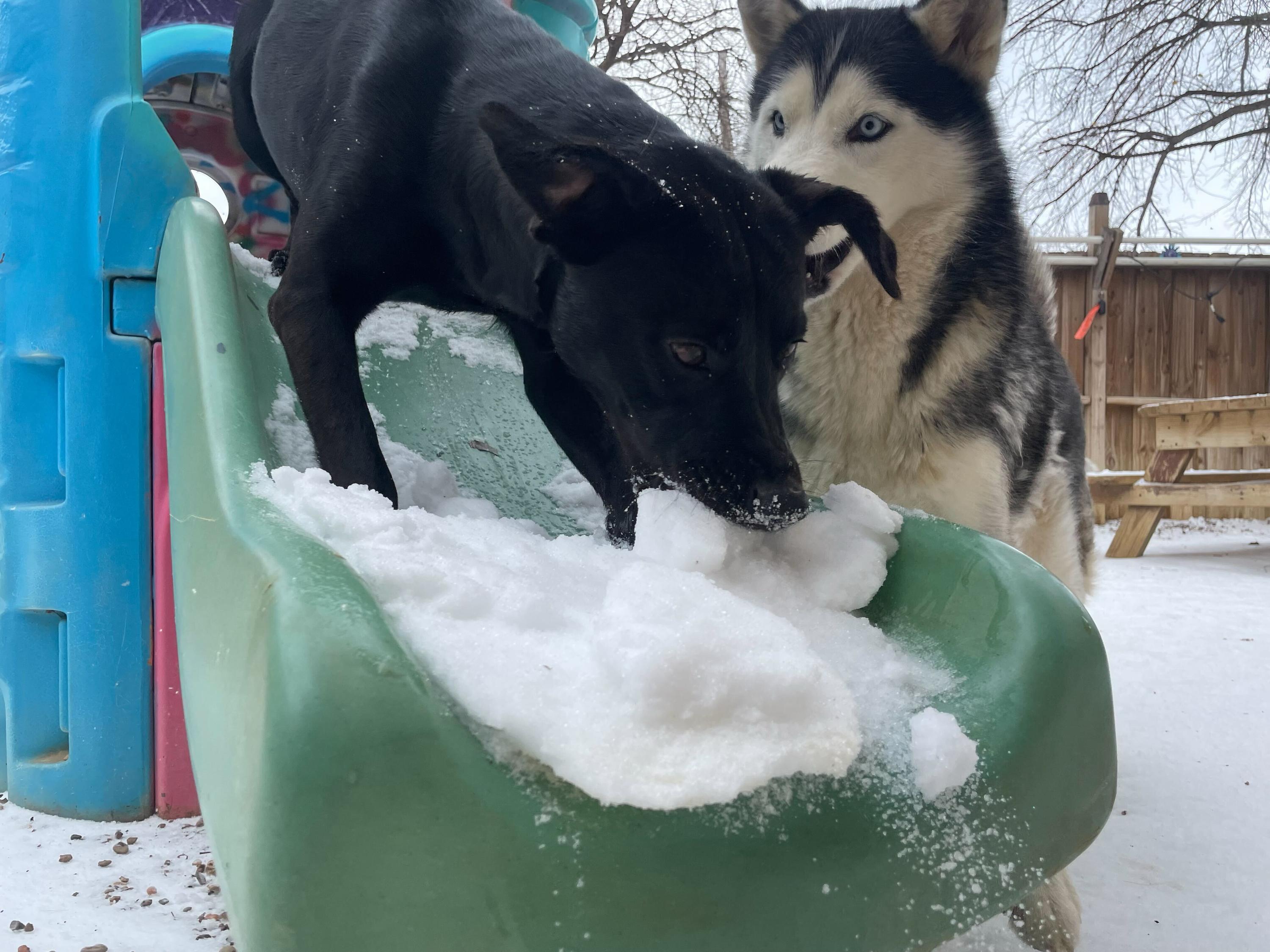 Mole, a ADOPTABLE Black Labrador Retriever in Pantego, TX image 5/6