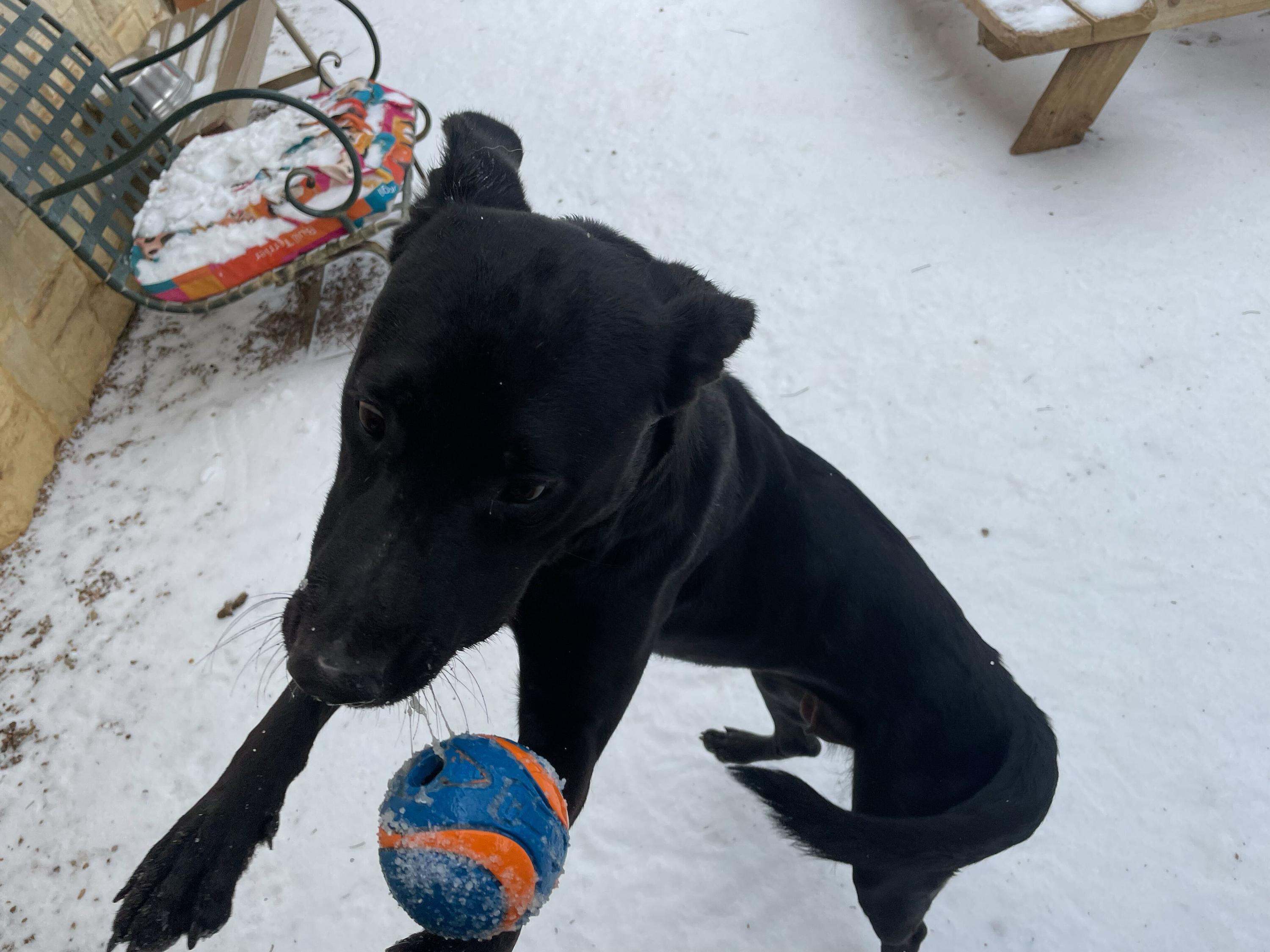 Mole, a ADOPTABLE Black Labrador Retriever in Pantego, TX image 4/6