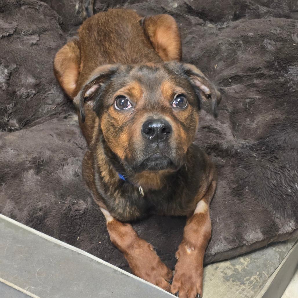 Fudge Round * $100 of my adoption fee has been sponsored by someone who loves me!, Adoptable, Adult Male Mixed Breed.