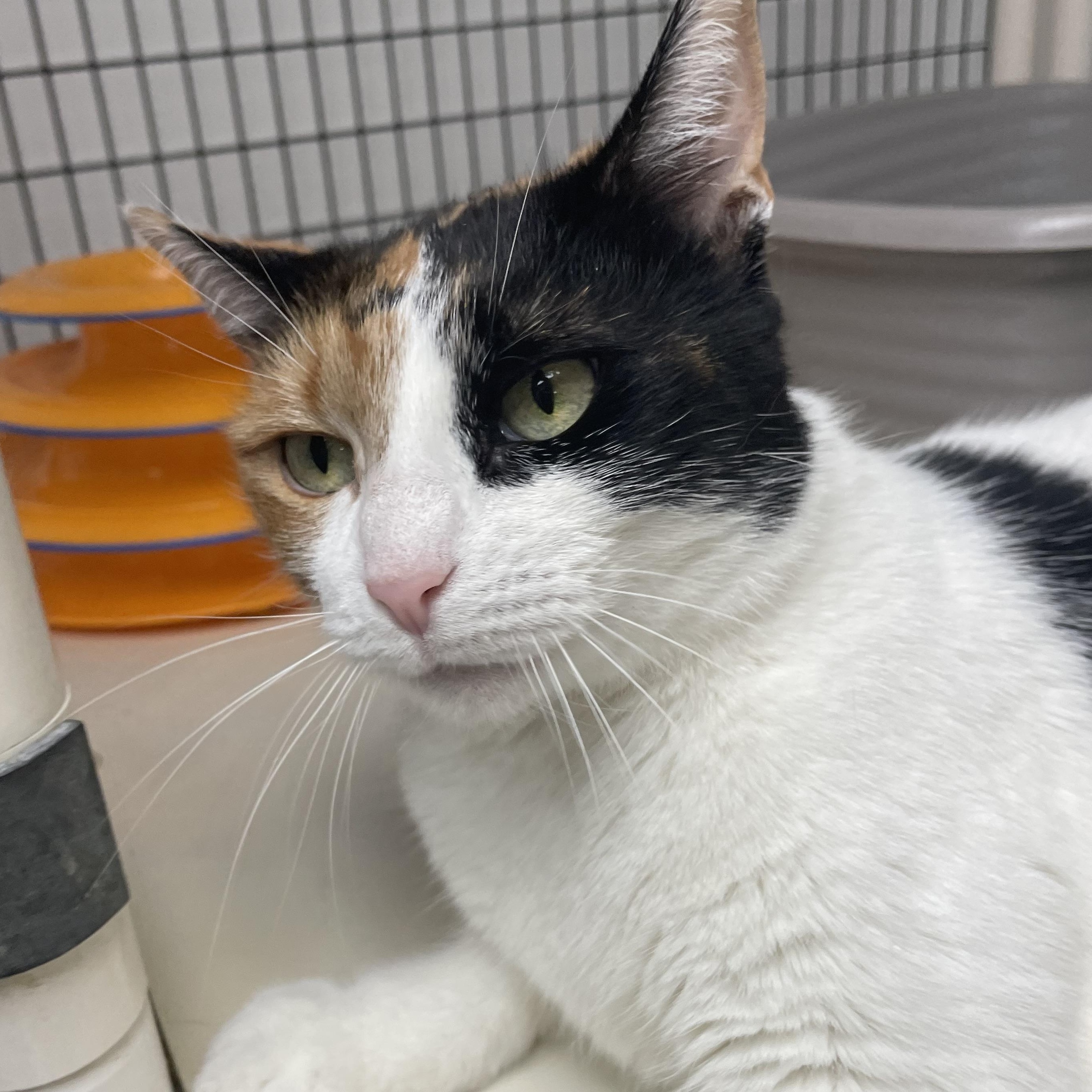Gigi, an adopted Domestic Short Hair in Colonia, NJ image 3/5