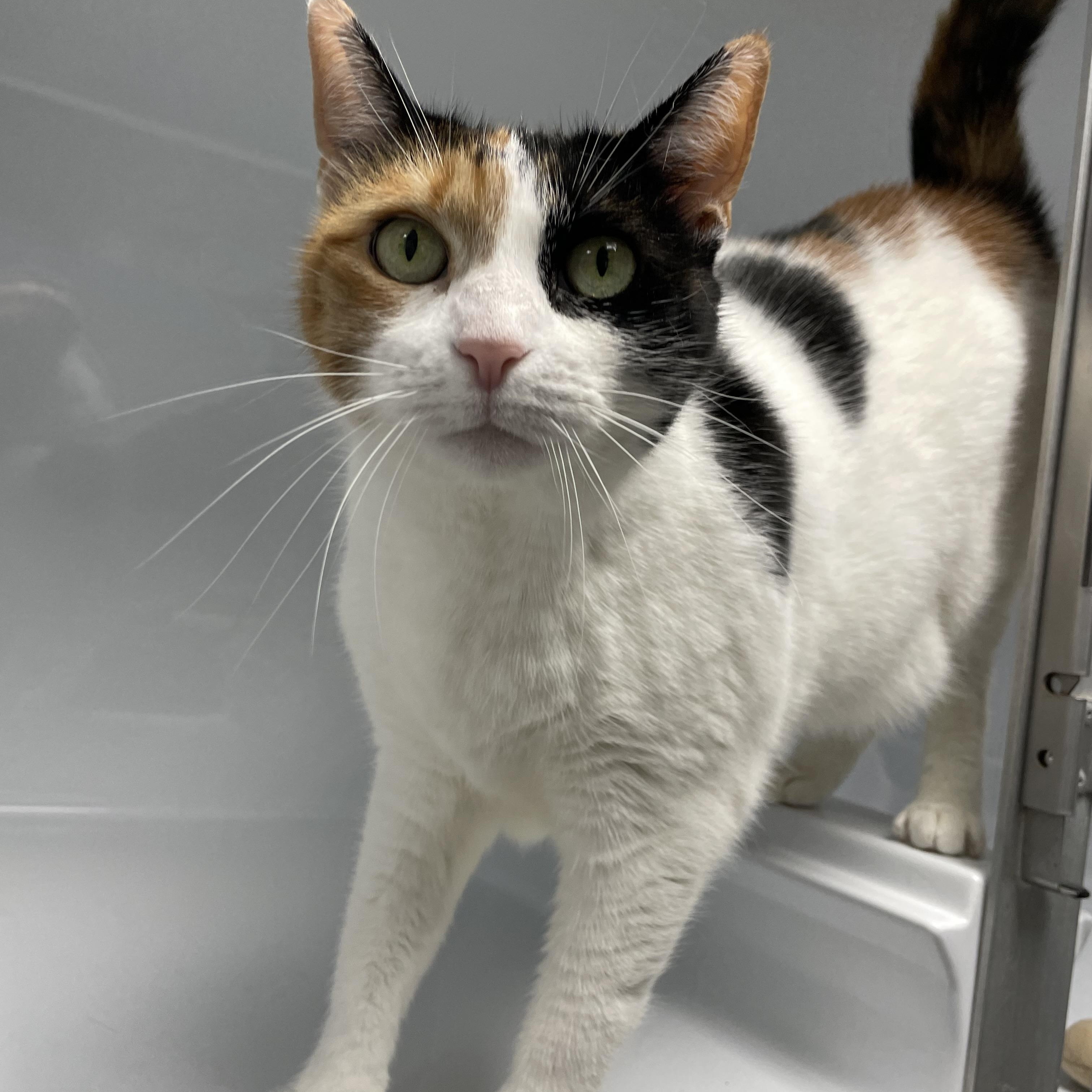 Gigi, an adopted Domestic Short Hair in Colonia, NJ image 2/5
