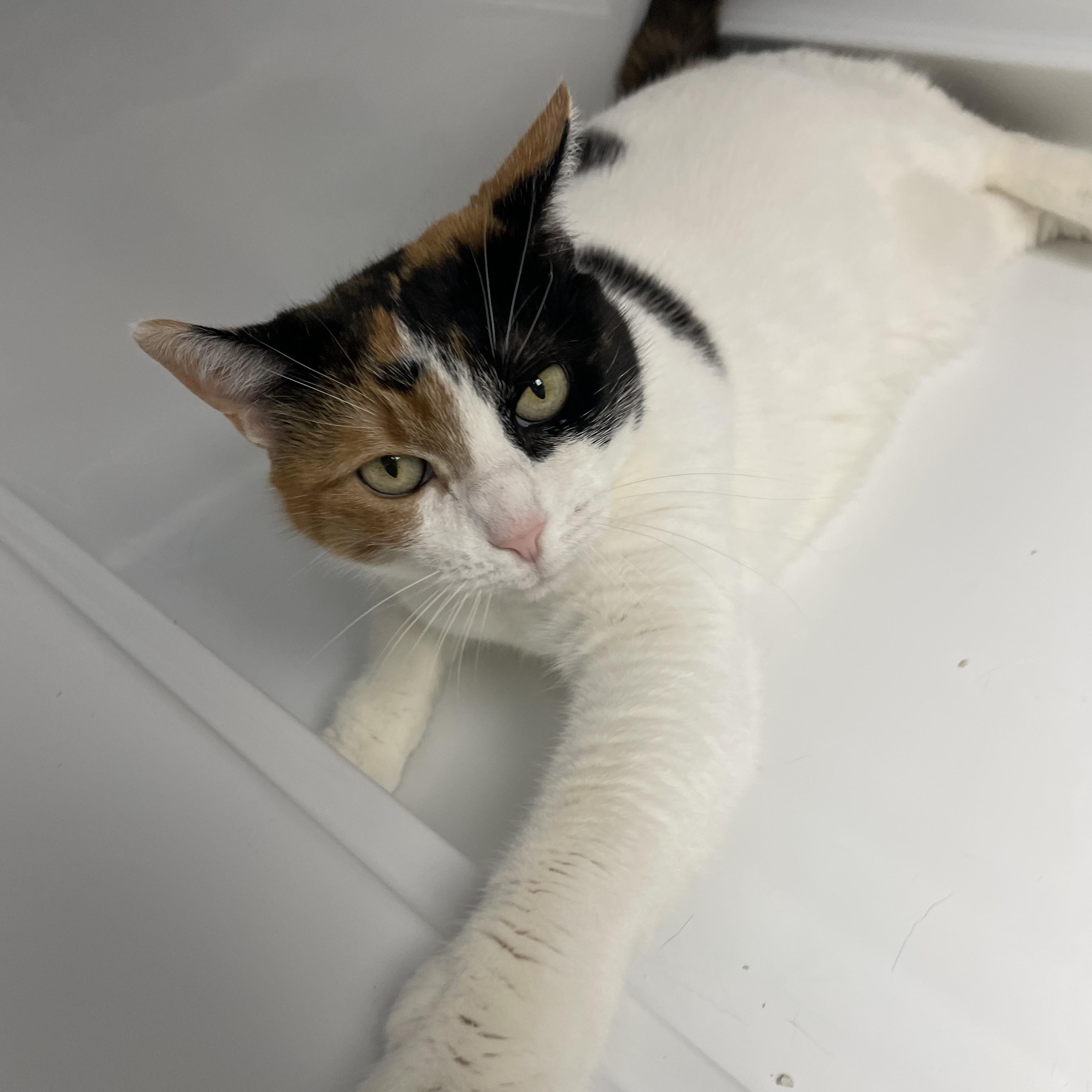 Gigi, an adopted Domestic Short Hair in Colonia, NJ image 4/5
