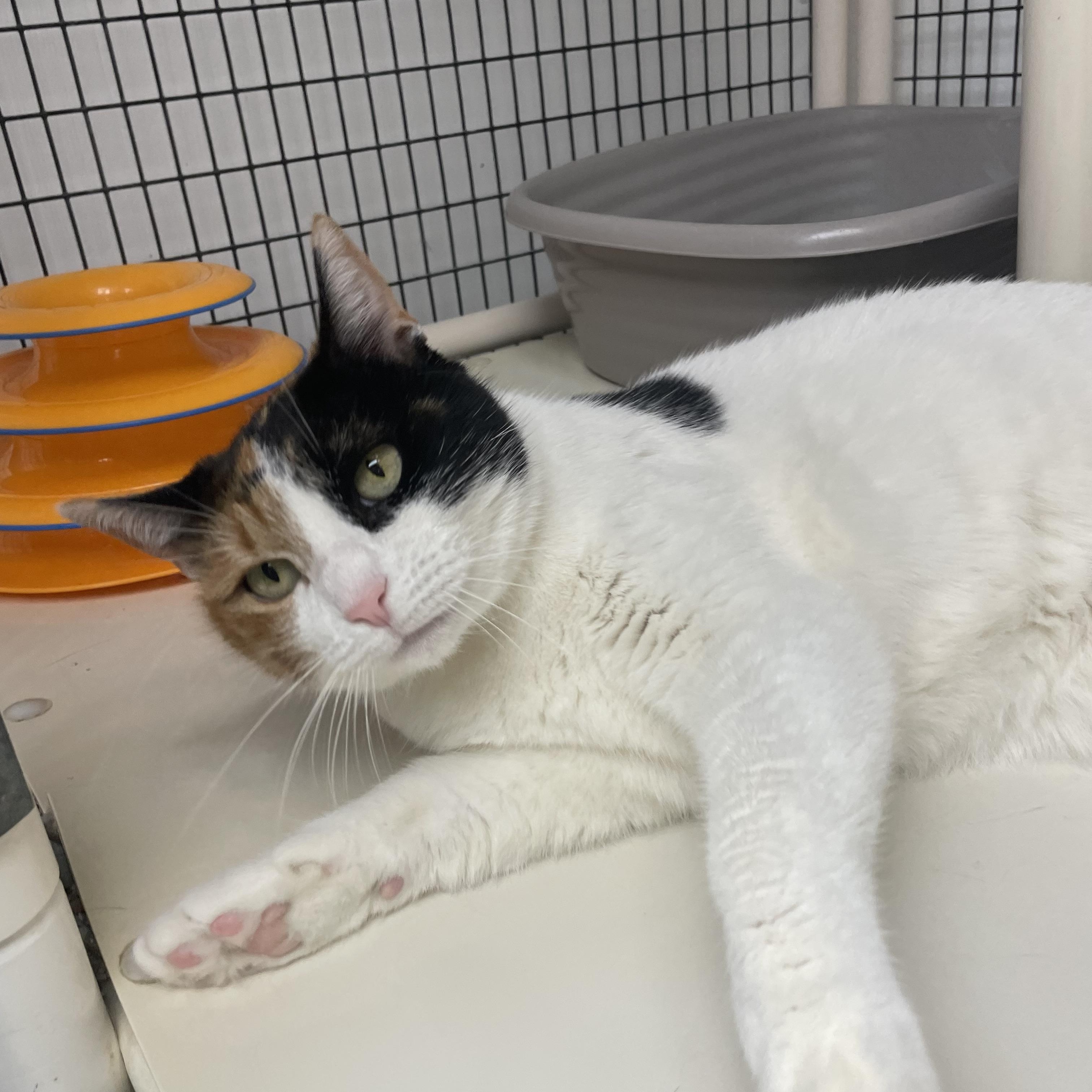 Gigi, adopted, Adult Female Domestic Short Hair.