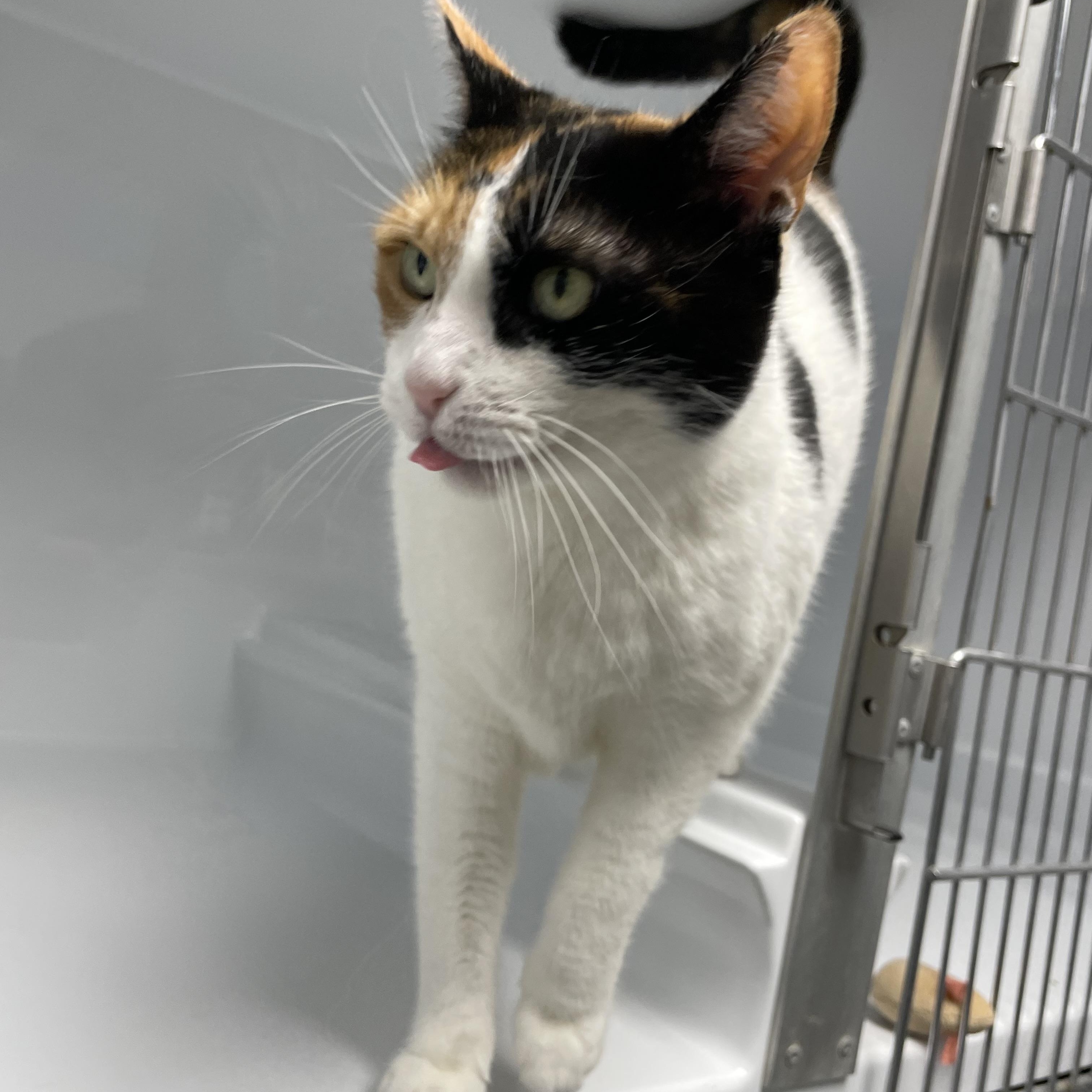 Gigi, an adopted Domestic Short Hair in Colonia, NJ image 5/5