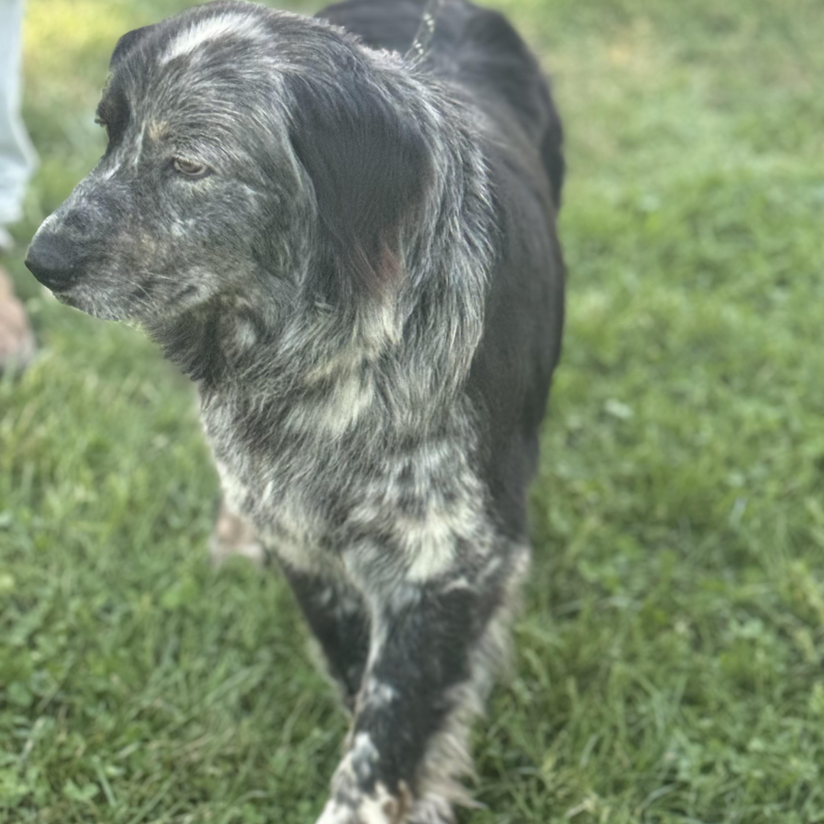 Enlarge Rusty, a ADOPTABLE Australian Shepherd in Maynardville, TN image 1/1