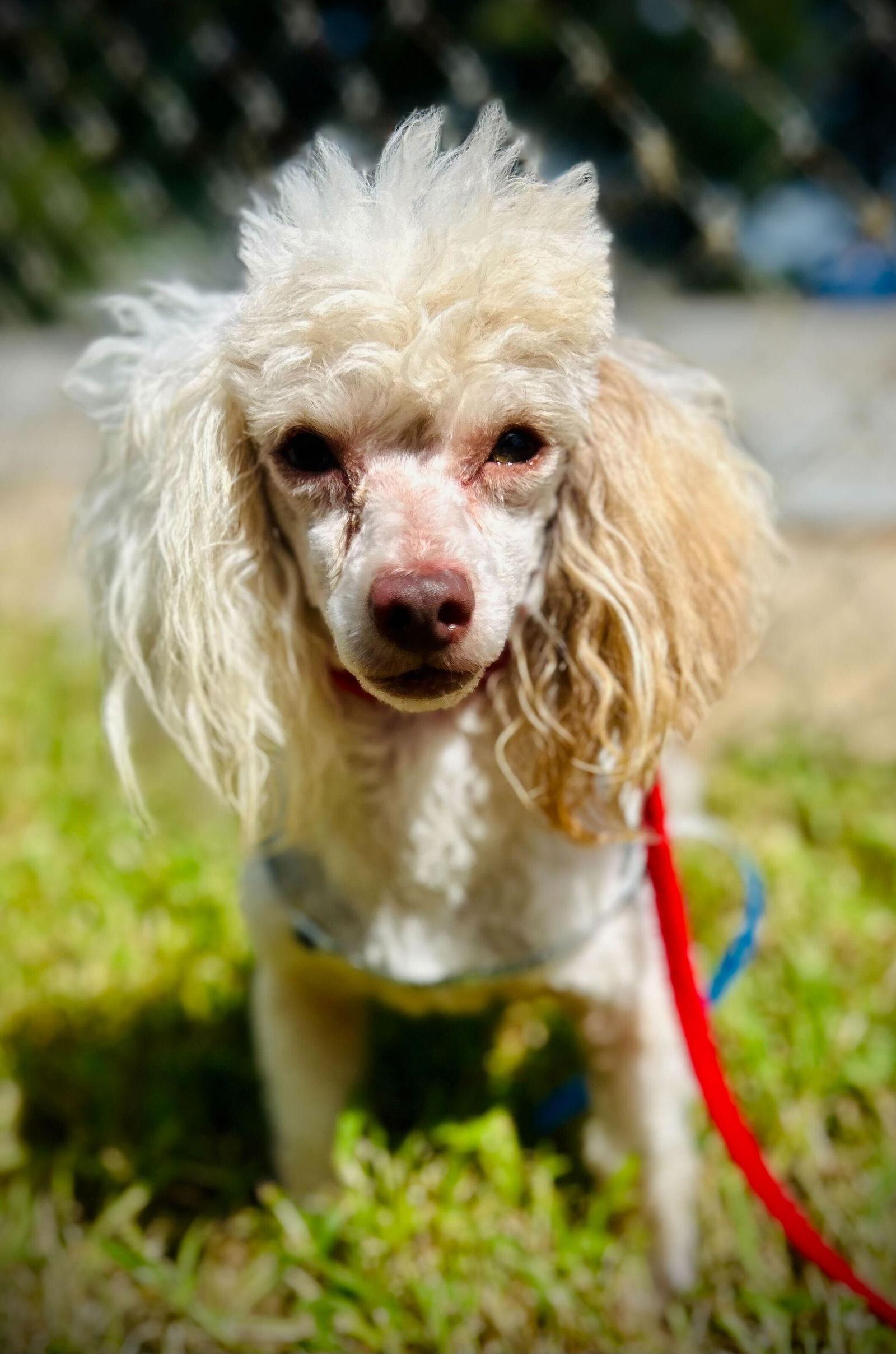 Enlarge Brother Sep 25, a Adoptable Poodle in Pacolet, SC image 1/3