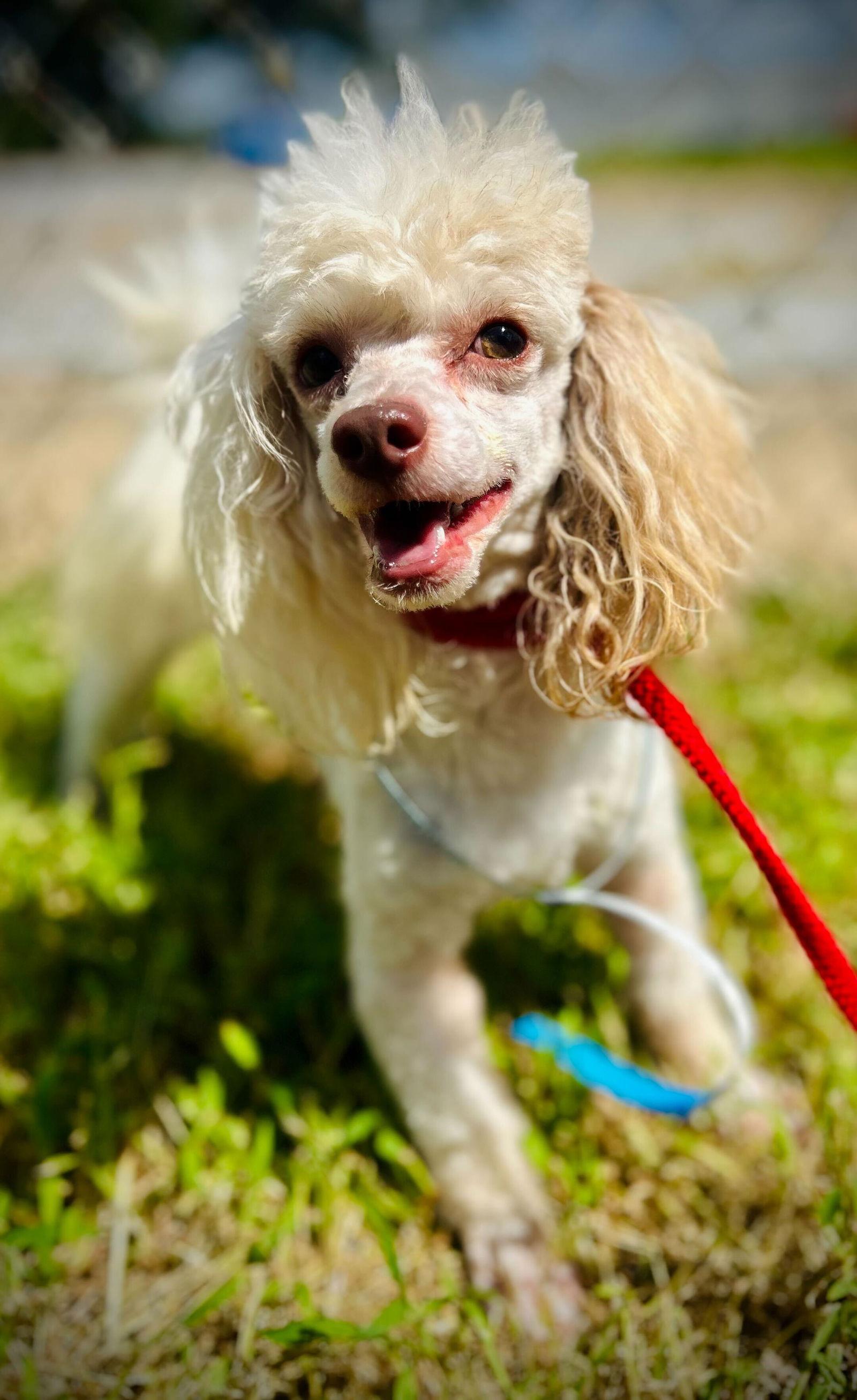 Brother Sep 25, Adoptable, Adult Male Poodle.
