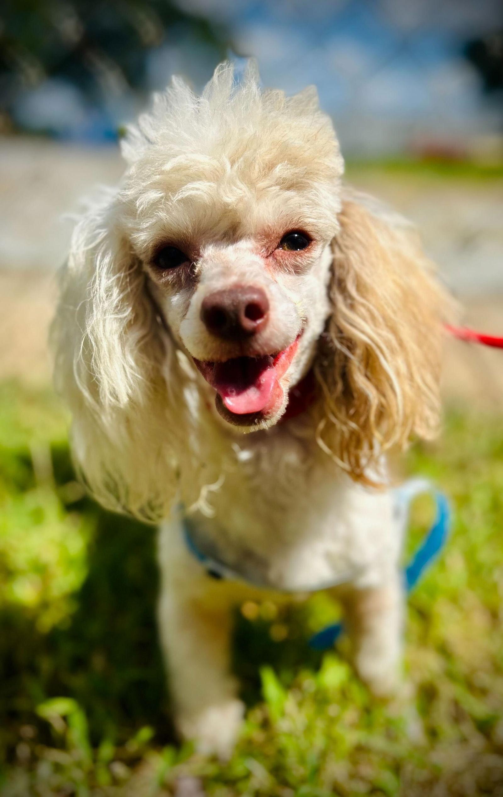 Enlarge Brother Sep 25, a Adoptable Poodle in Pacolet, SC image 3/3