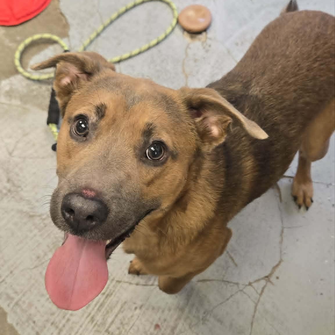 Bailey, a ADOPTABLE mixed breed in Martinsville, IN image 2/3