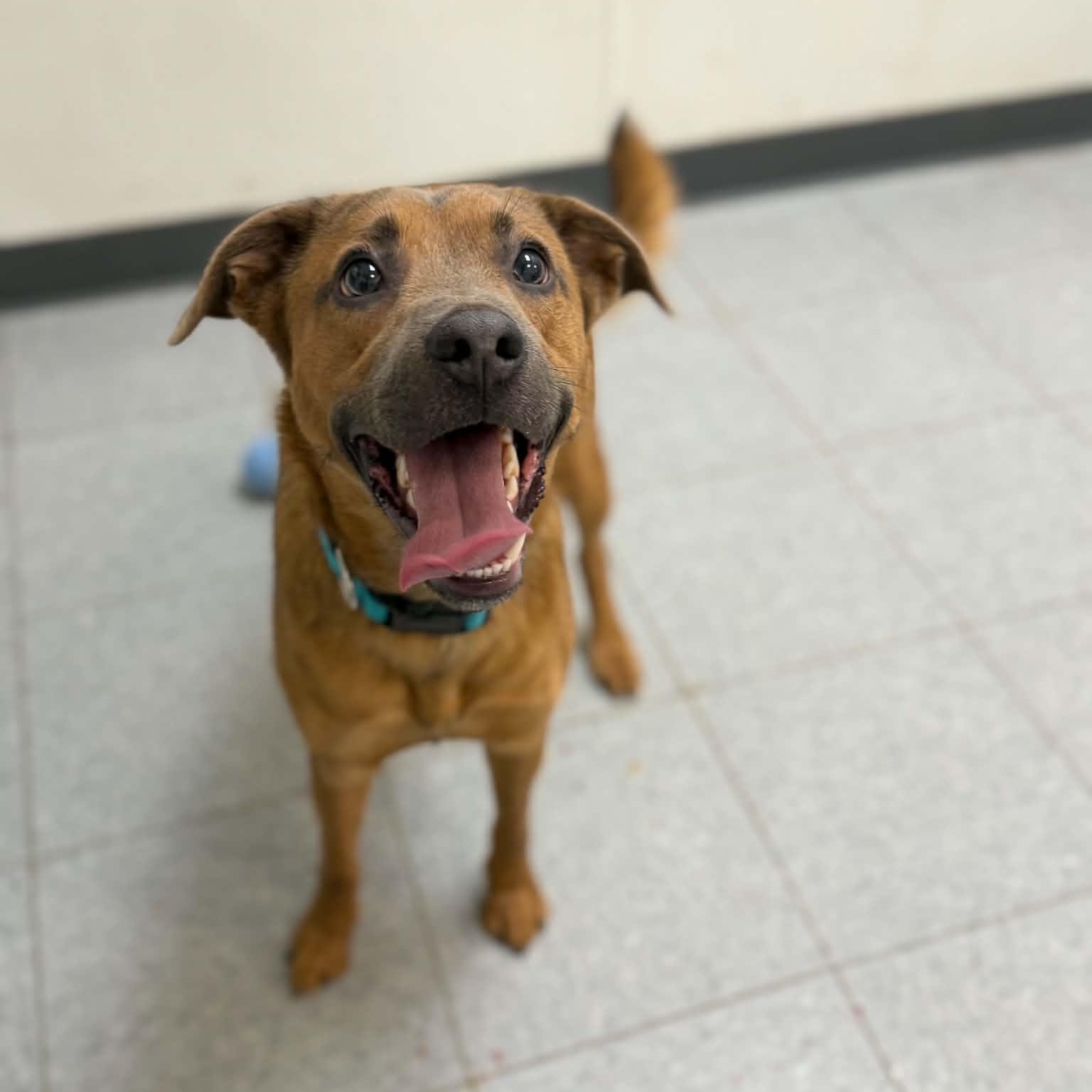 Bailey, a ADOPTABLE mixed breed in Martinsville, IN image 1/3