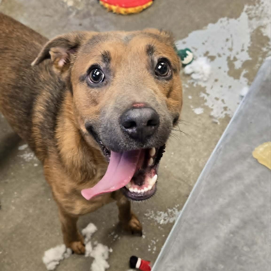 Bailey, a ADOPTABLE mixed breed in Martinsville, IN image 3/3