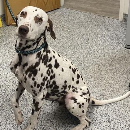 Dotty, Adoptable, Adult Female Dalmatian & Mixed Breed.