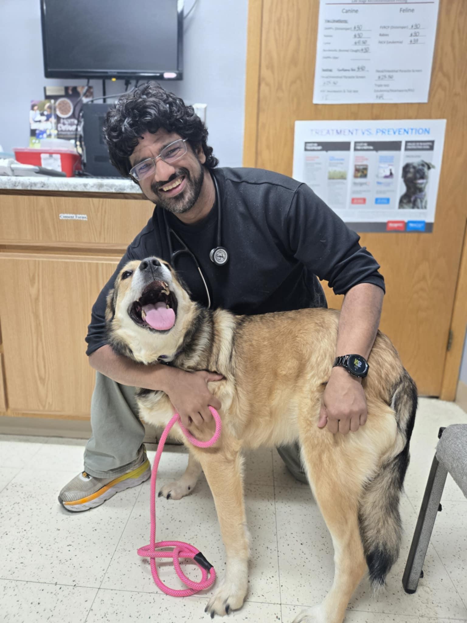 Sandy, Adoptable, Adult Female German Shepherd Dog & Labrador Retriever.