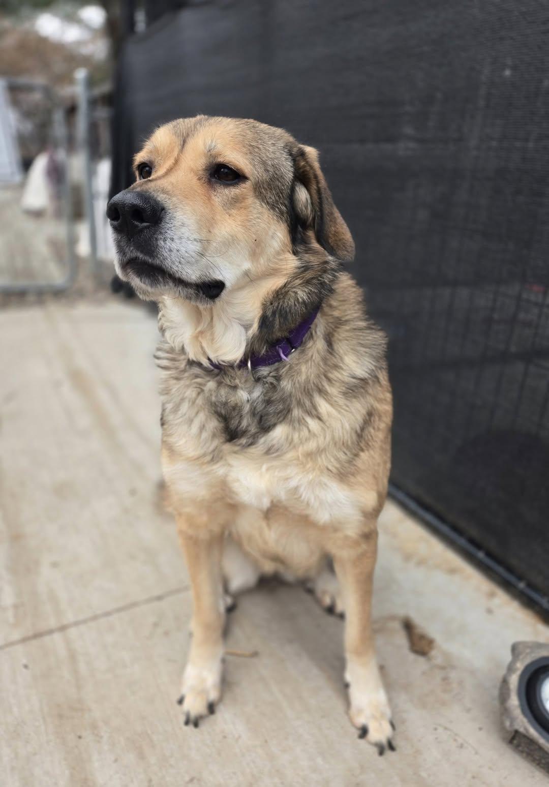 Enlarge Sandy, a Adoptable mixed breed in Rice Lake, WI image 2/3