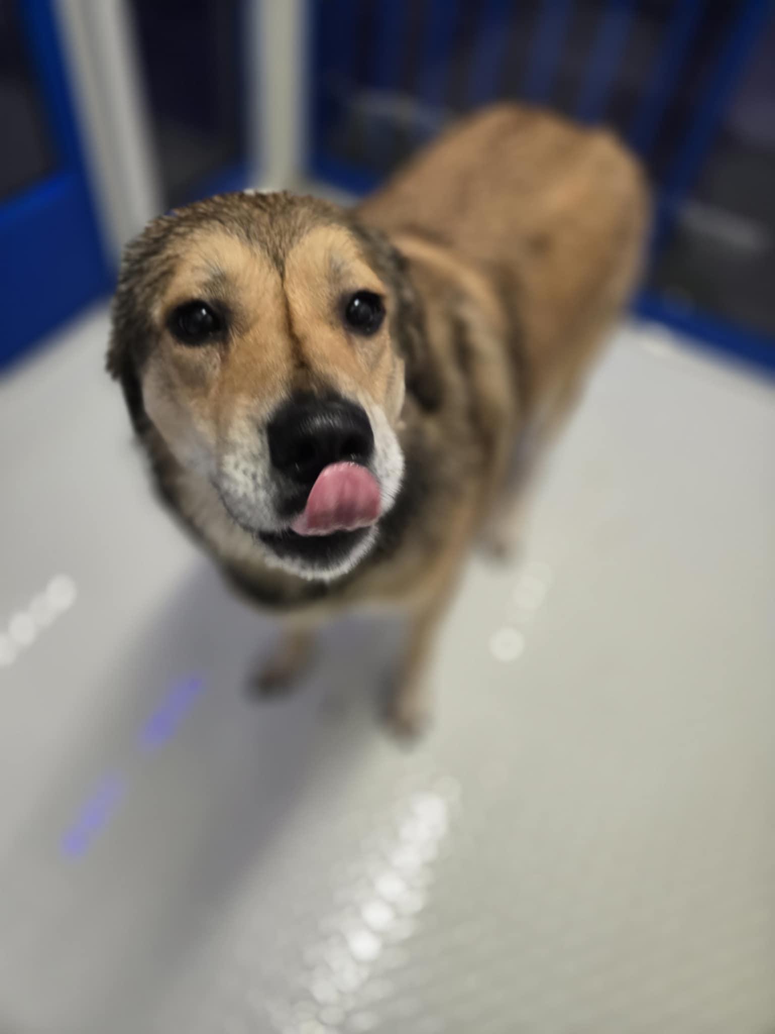 Enlarge Sandy, a Adoptable mixed breed in Rice Lake, WI image 3/3