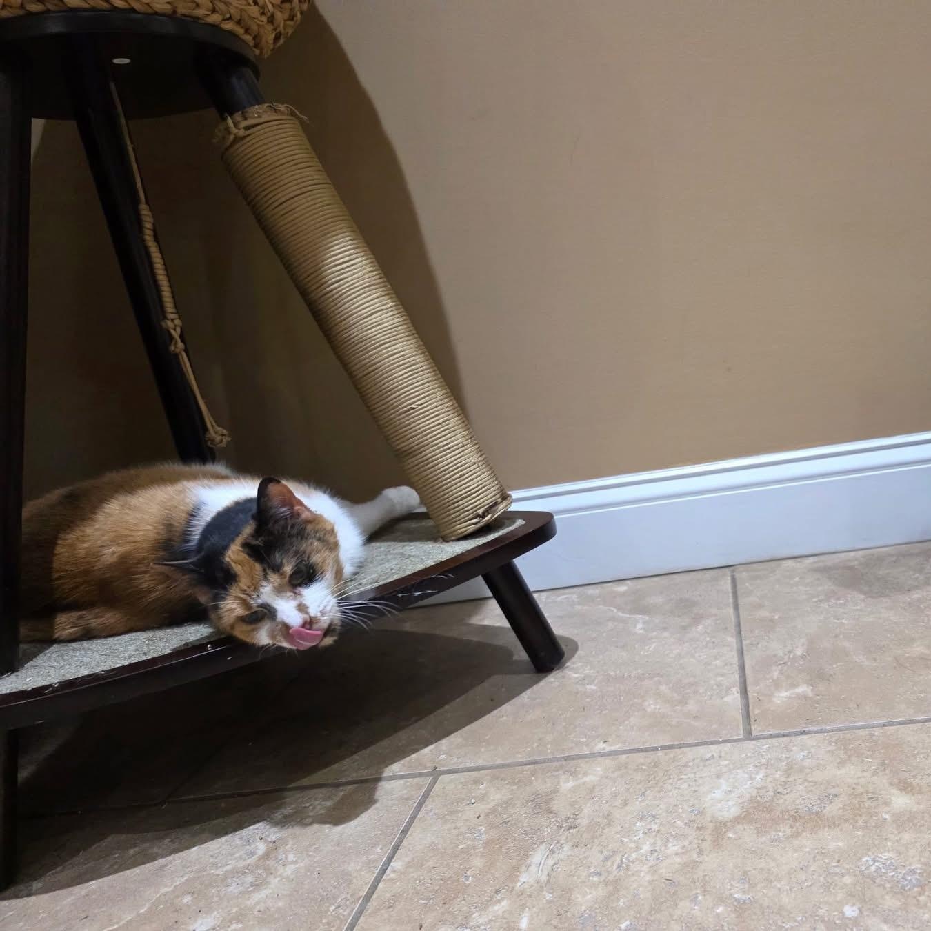 Enlarge Pearl, a Adoptable Calico in Hughesville, MD image 5/5
