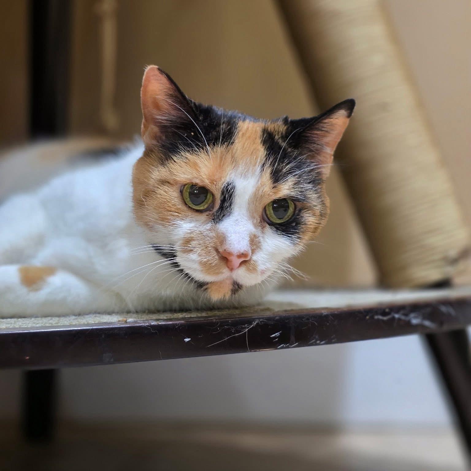 Enlarge Pearl, a Adoptable Calico in Hughesville, MD image 2/5