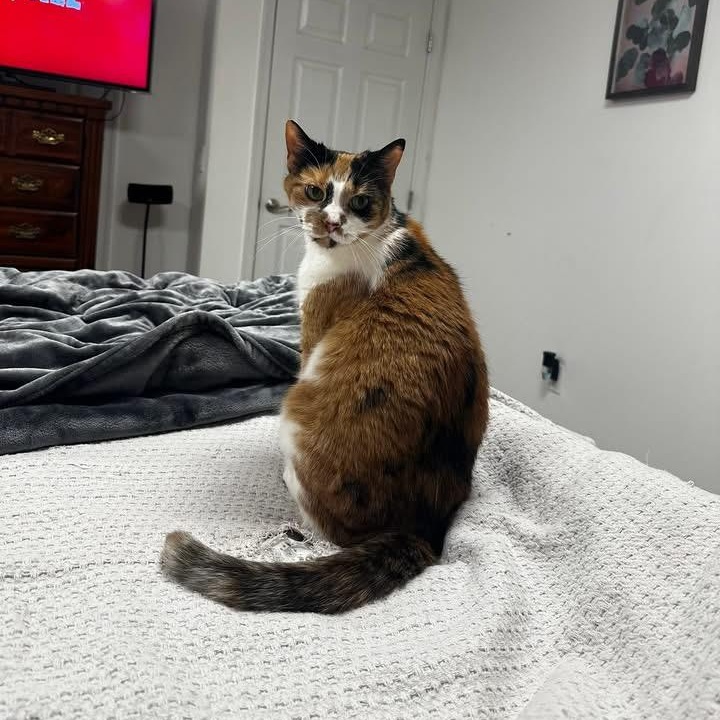 Enlarge Pearl, a Adoptable Calico in Hughesville, MD image 1/5