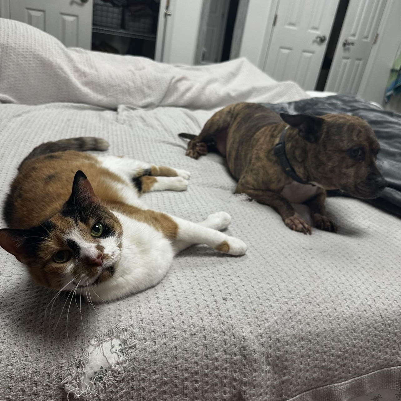 Enlarge Pearl, a Adoptable Calico in Hughesville, MD image 4/5