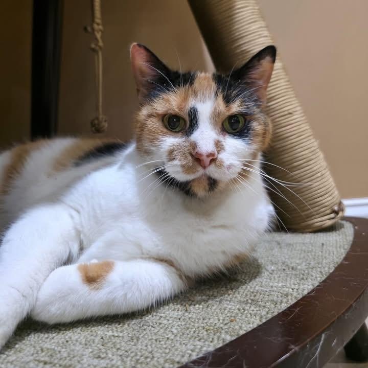Enlarge Pearl, a Adoptable Calico in Hughesville, MD image 3/5