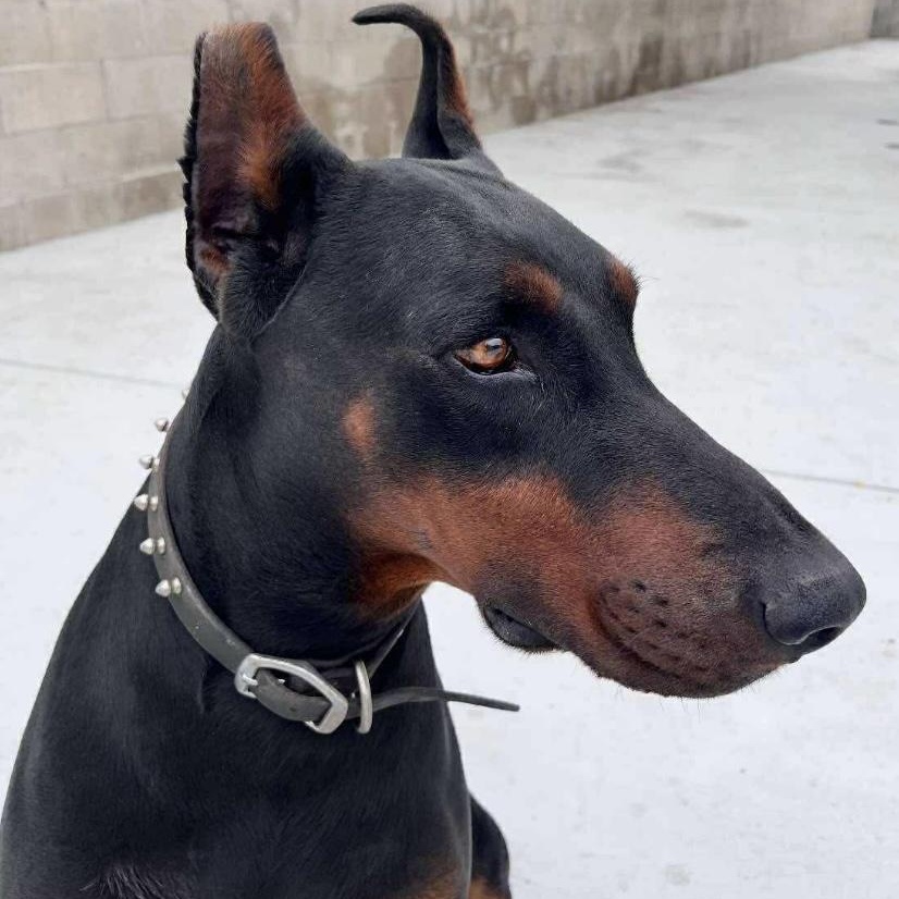 REX, Adopted, Young Male Doberman Pinscher.