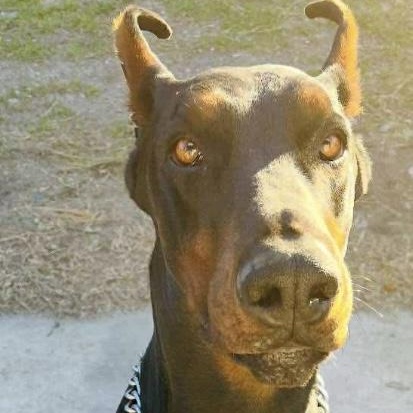 Enlarge REX, a Adopted Doberman Pinscher in Lebec, CA image 2/4