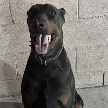 Enlarge REX, a Adopted Doberman Pinscher in Lebec, CA image 3/4