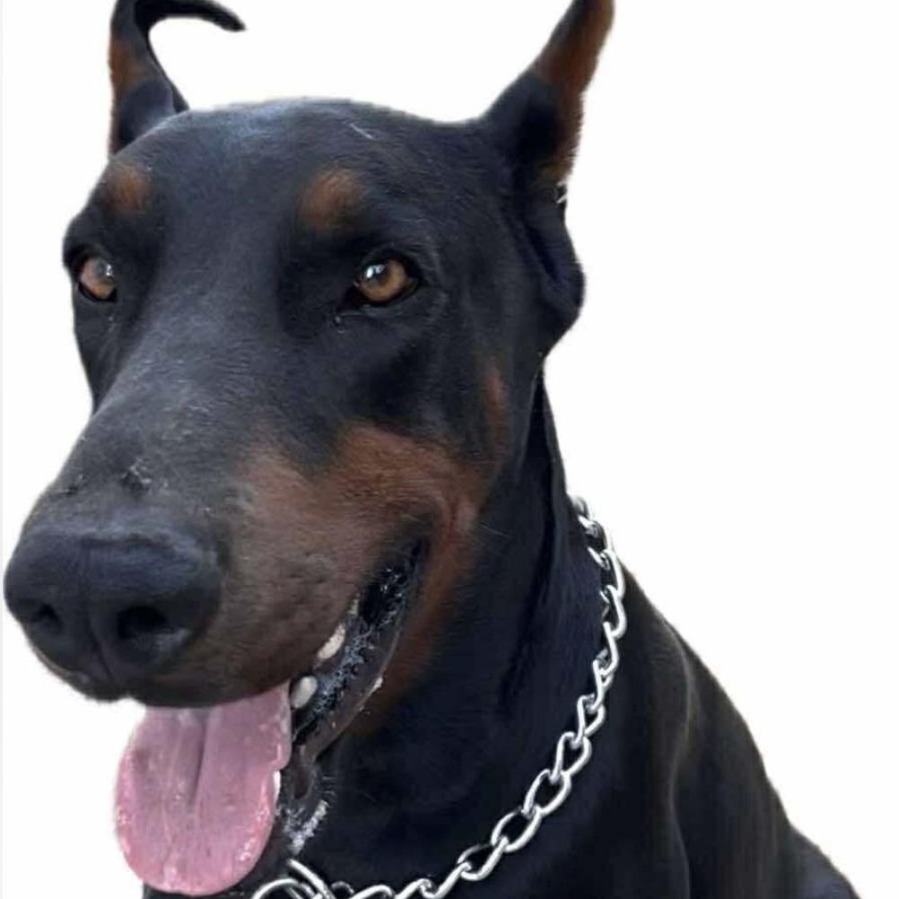 Enlarge REX, a Adopted Doberman Pinscher in Lebec, CA image 4/4