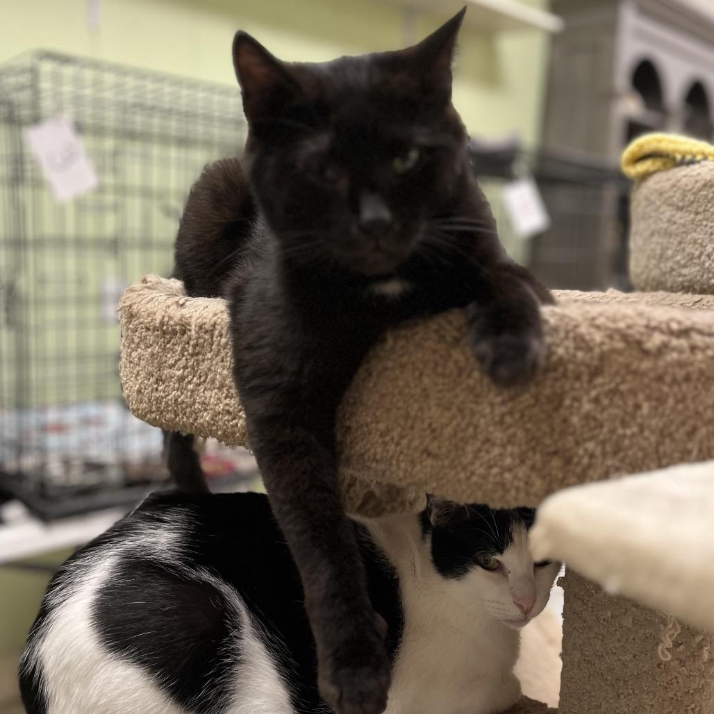 Vinny, a Adoptable Domestic Short Hair in Mount Juliet, TN image 1/3