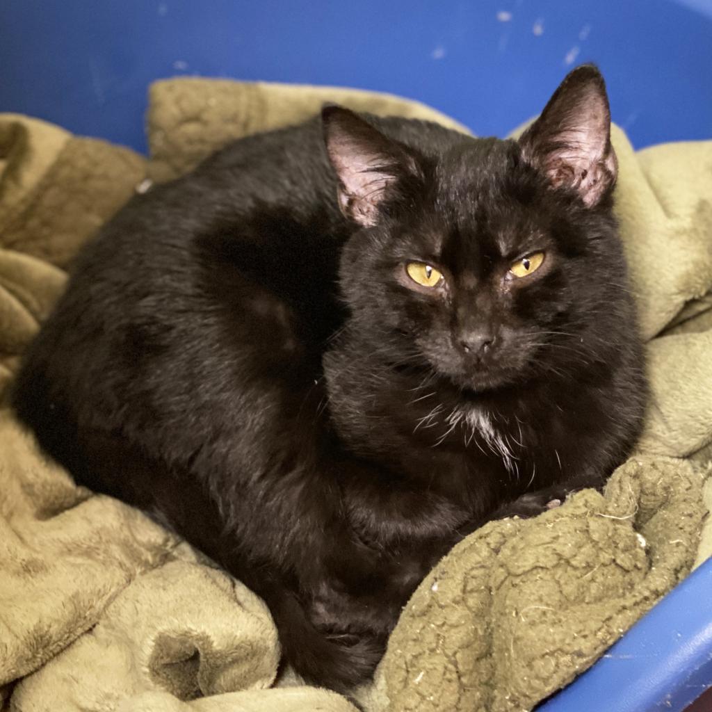 Vinny, a Adoptable Domestic Short Hair in Mount Juliet, TN image 2/3
