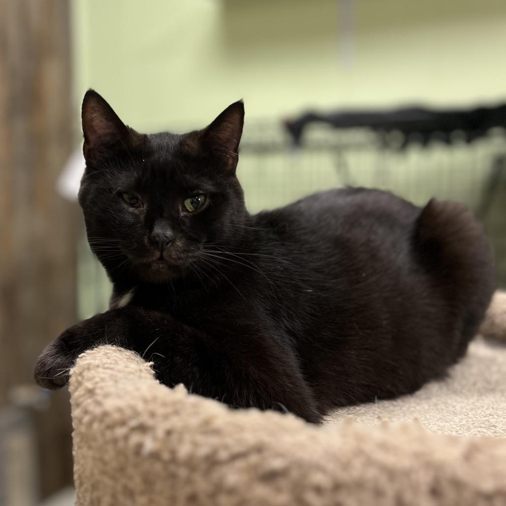 Vinny, a Adoptable Domestic Short Hair in Mount Juliet, TN image 3/3