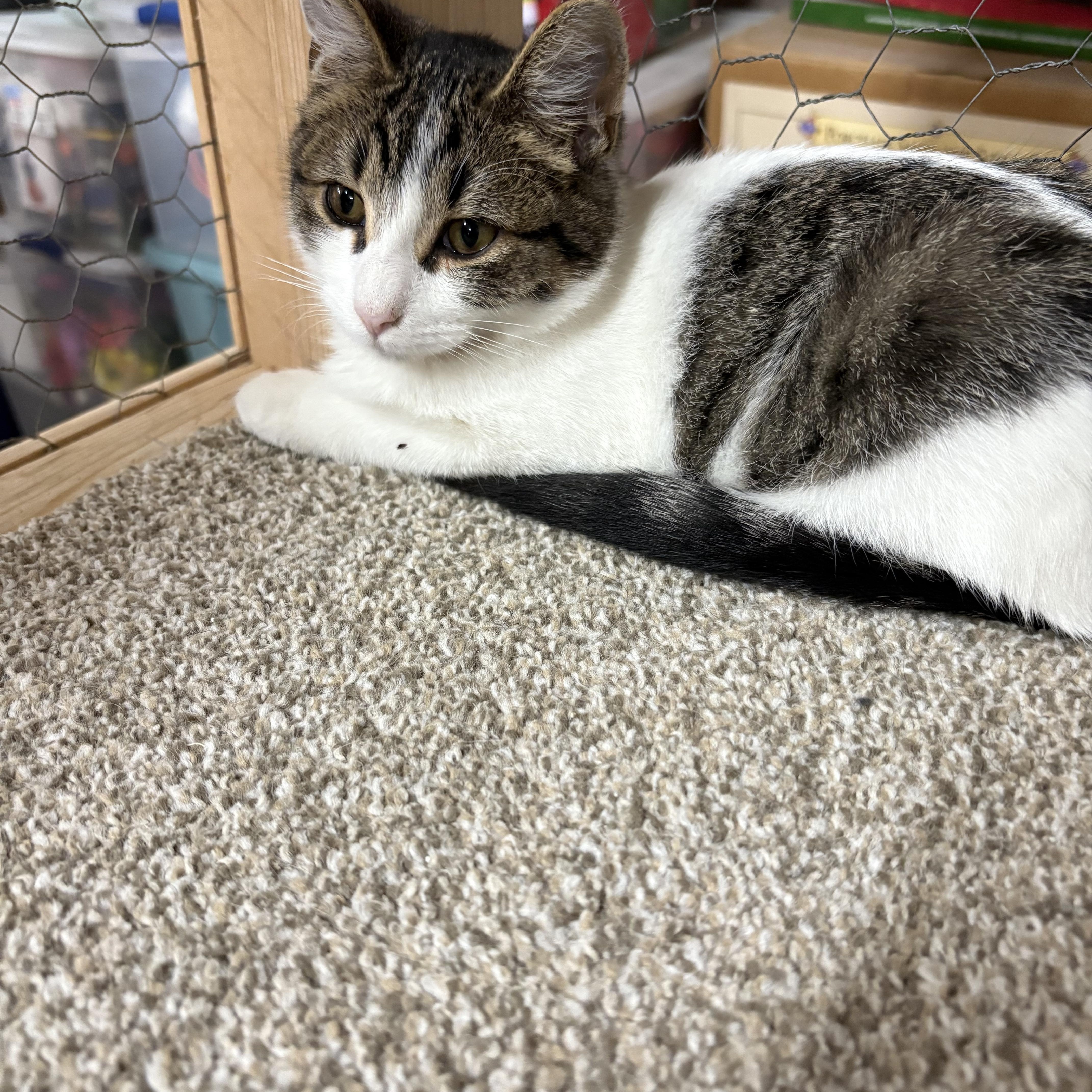 Willow, Adoptable, Kitten Female Domestic Short Hair.