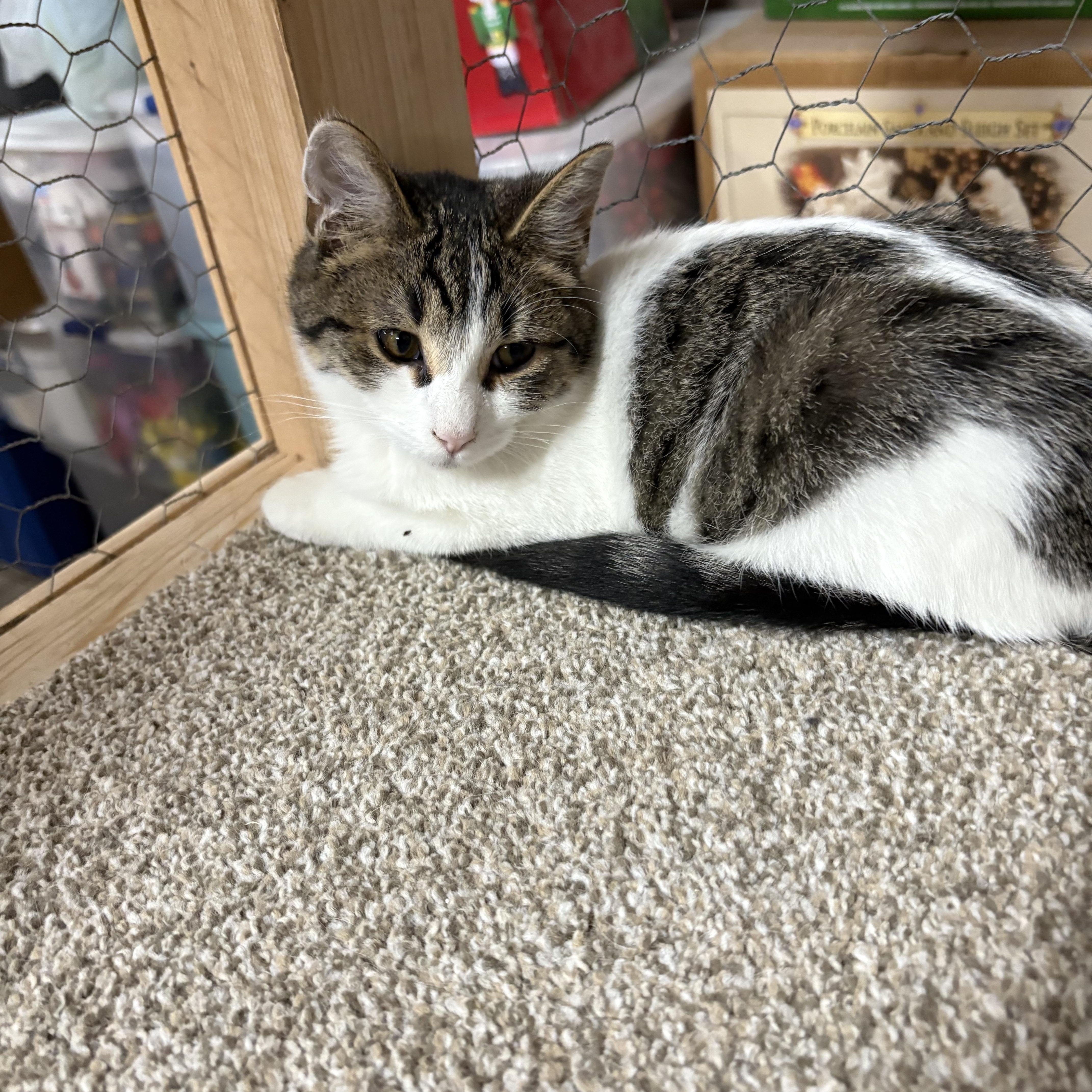 Willow, a Adoptable Domestic Short Hair in Faribault, MN image 2/2