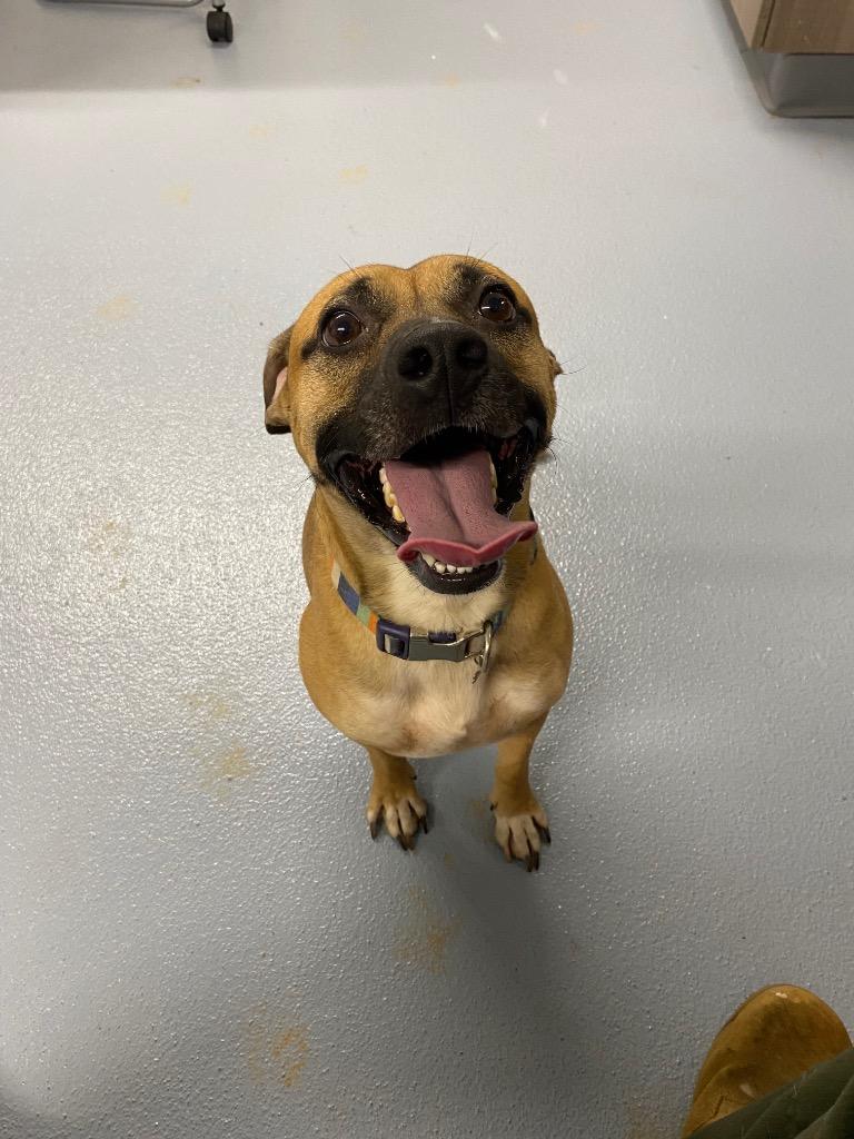 Ham Sandwich, Adoptable, Adult Male Mixed Breed.