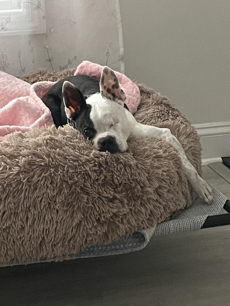 Phantom Zane-4191-Lexington, SC, Adoptable, Adult Male Boston Terrier.