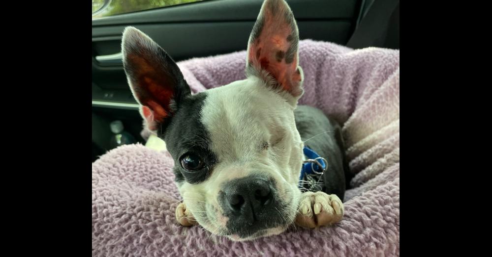 Enlarge Phantom Zane-4191-Lexington, SC, a Adoptable Boston Terrier in Maryville, TN image 3/4