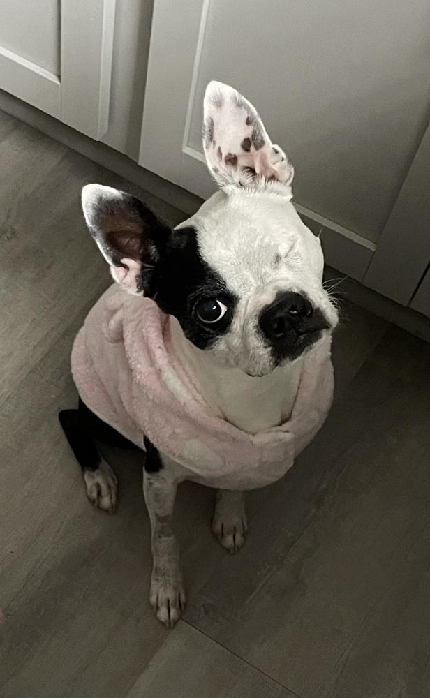Enlarge Phantom Zane-4191-Lexington, SC, a Adoptable Boston Terrier in Maryville, TN image 4/4
