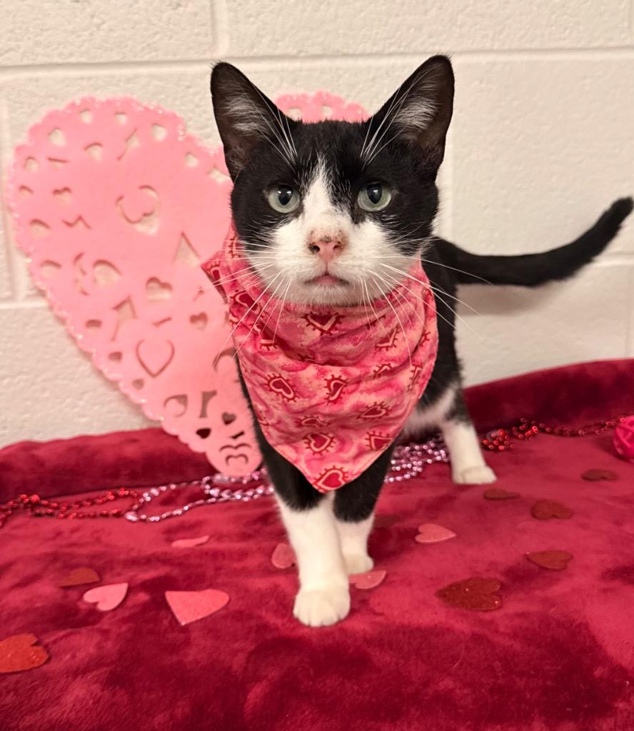 Jinx, Adoptable, Young Male Domestic Short Hair.