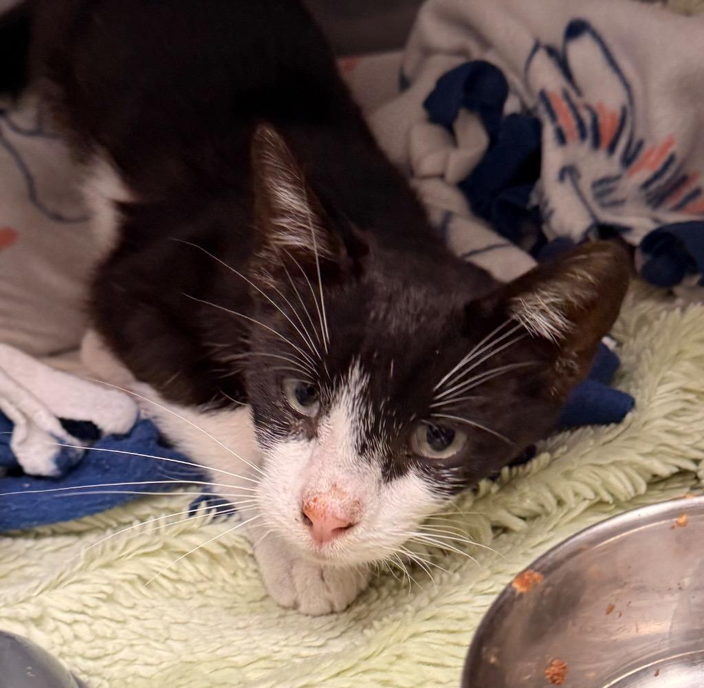 Jinx, Adoptable, Young Male Domestic Short Hair.