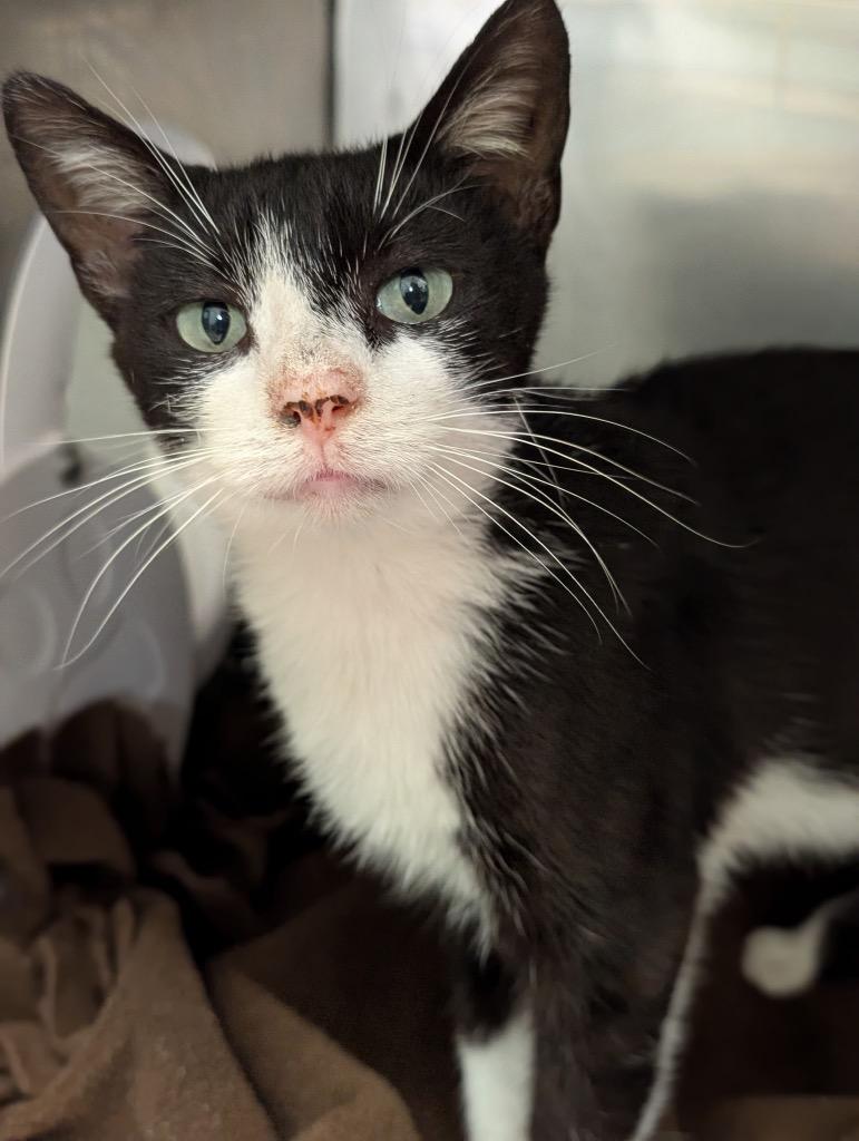 Jinx, Adoptable, Young Male Domestic Short Hair.