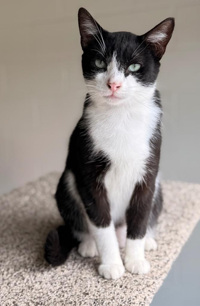 Enlarge Jinx, a Adoptable mixed breed in Defiance, OH image 4/6