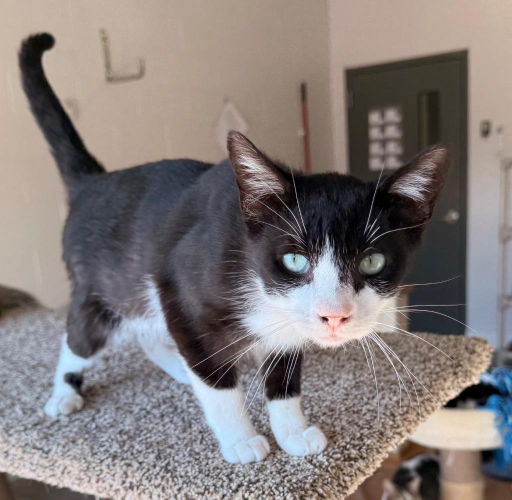 Enlarge Jinx, a Adoptable mixed breed in Defiance, OH image 6/6