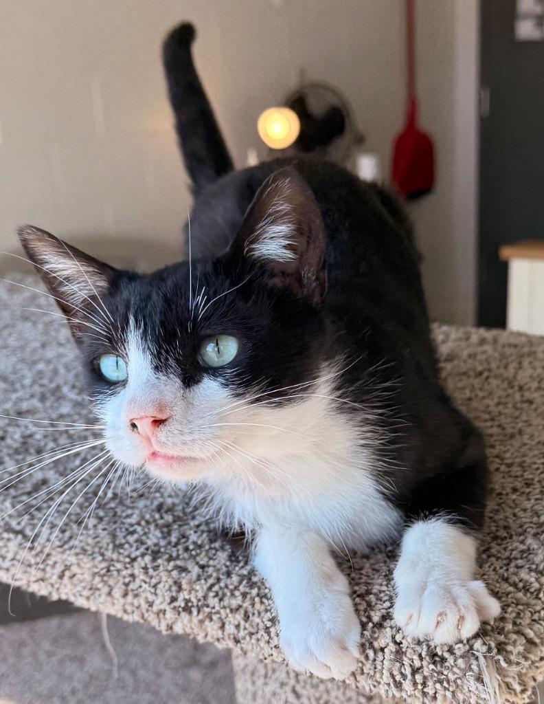 Jinx, a Adoptable mixed breed in Defiance, OH image 6/6