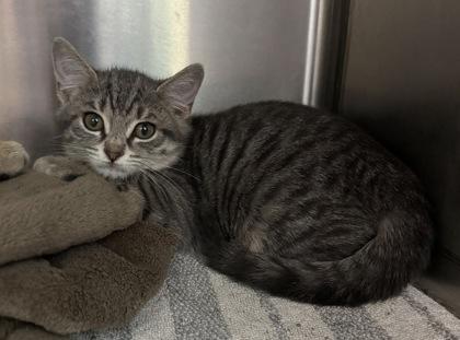 Enlarge Juniper, a Adoptable mixed breed in Tinley Park, IL image 1/1