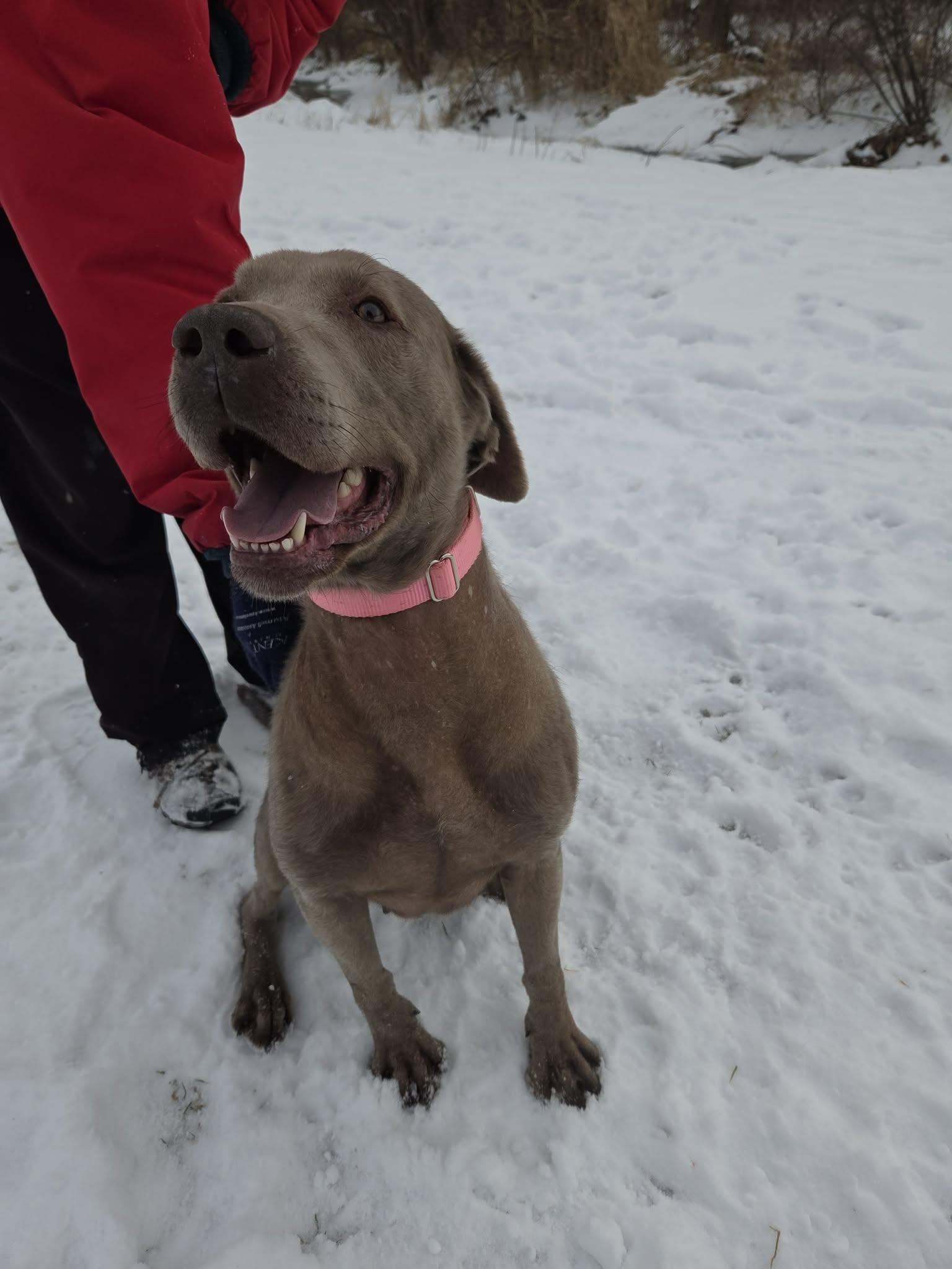 Stellanot Accepting Applications Yet! thumbnail 4